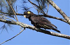 Yellow-tailed Black-Cockatoo